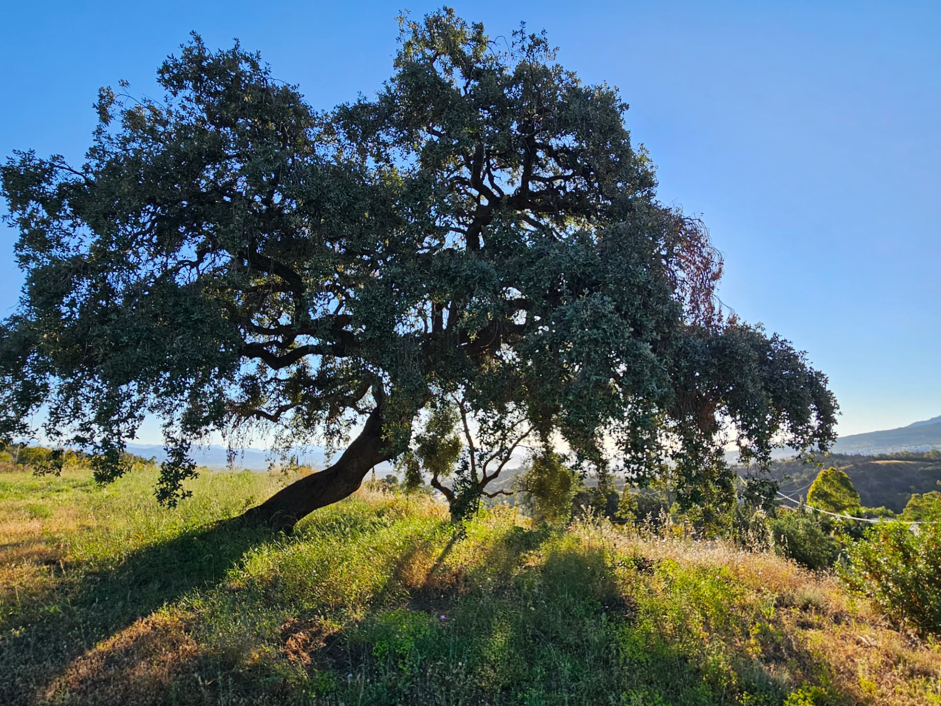 The old oak tree standing over the land at Monte Valeo
