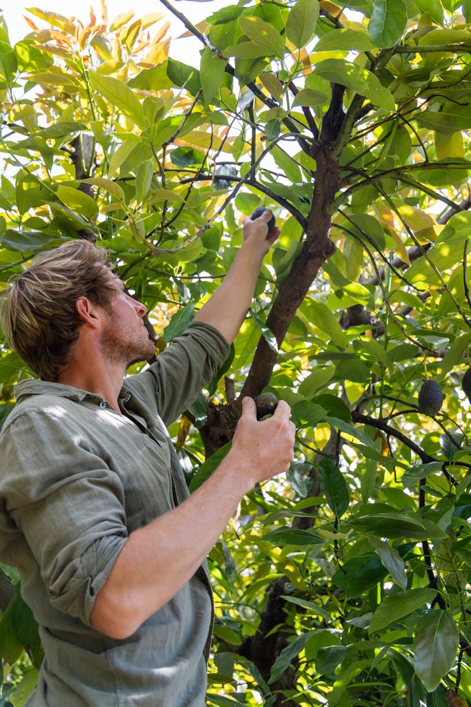 Avocados from the trees