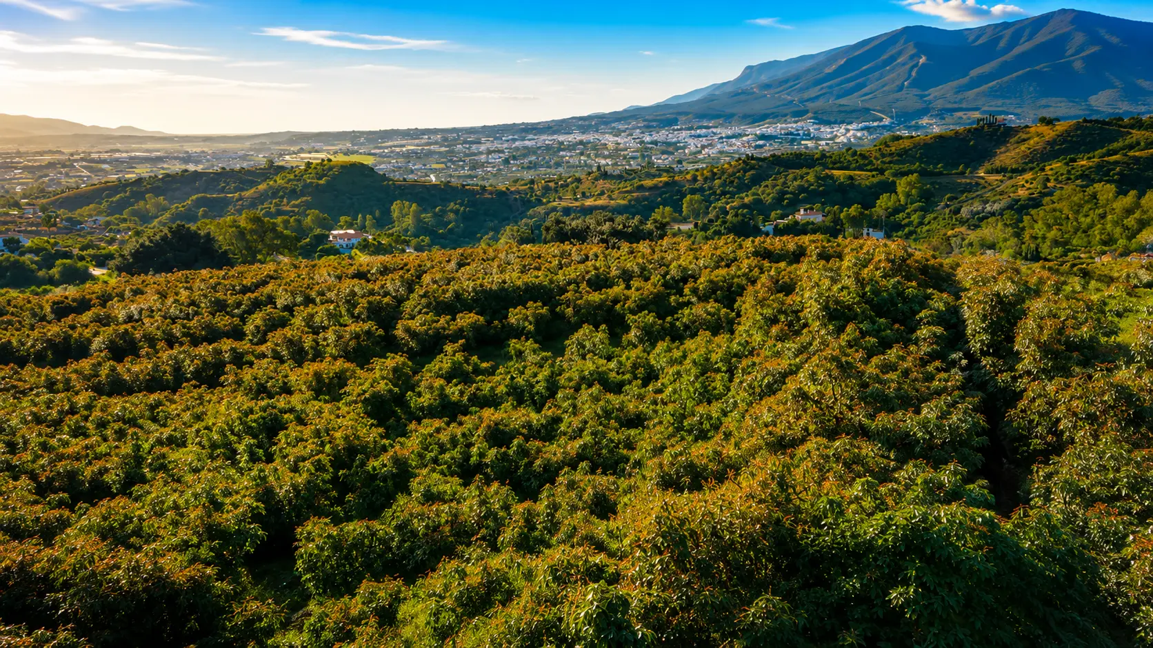 Aerial view of a dense green avocado orchard with white Andalusian villages and rolling blue mountains in the distance