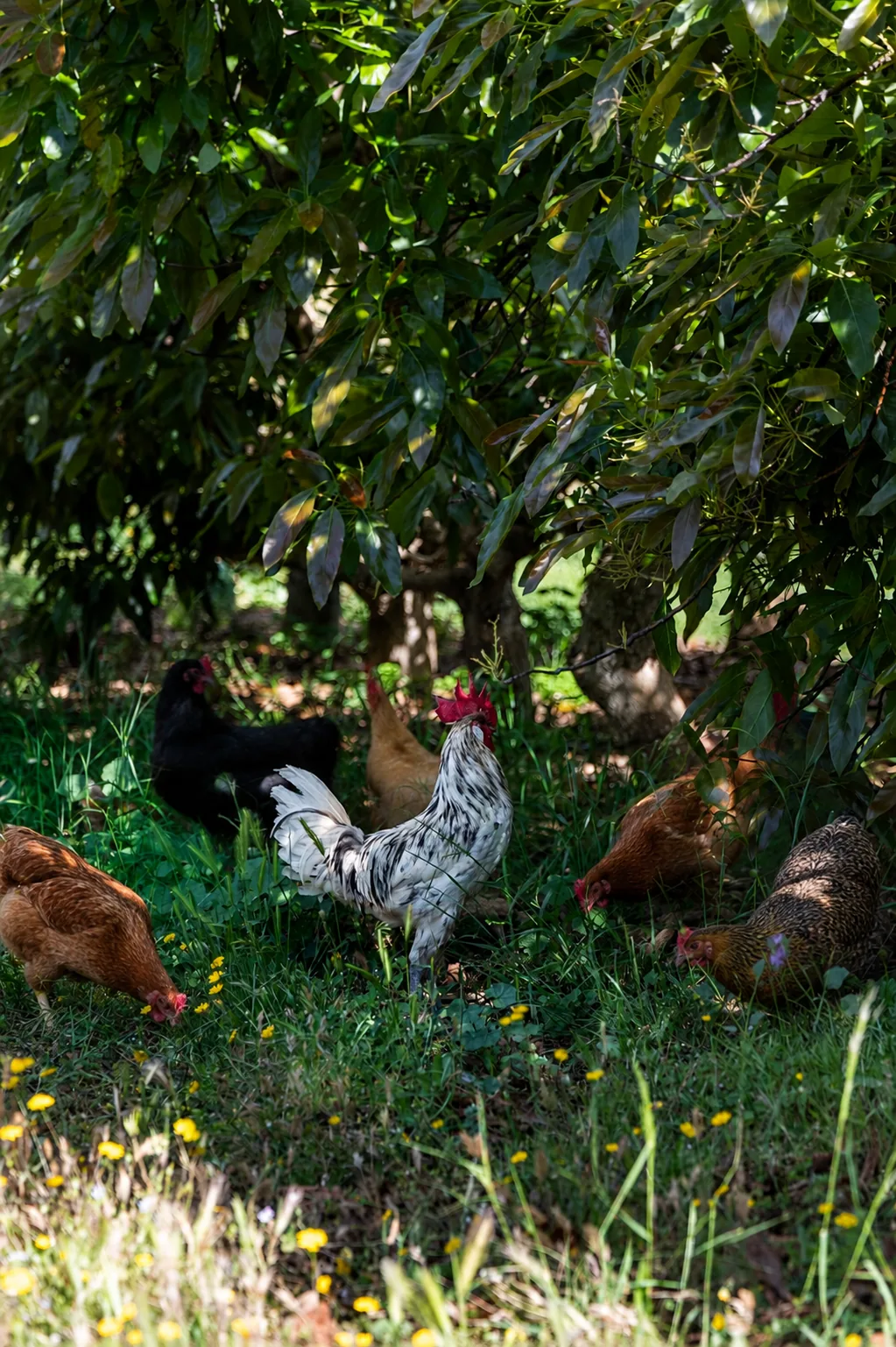Our chickens in the avocado forest