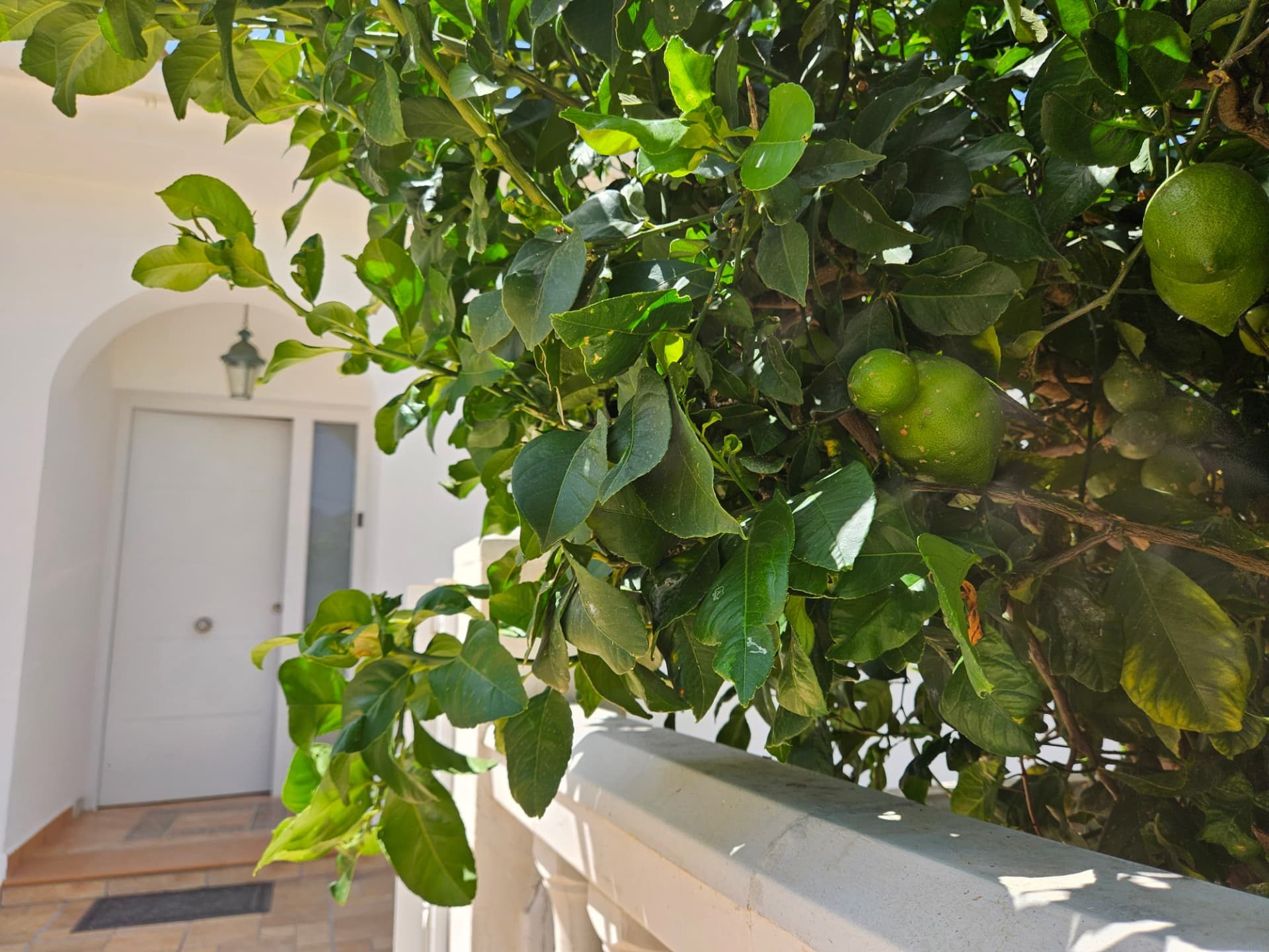 Lemon tree beside the entrance at Casa Con Alma